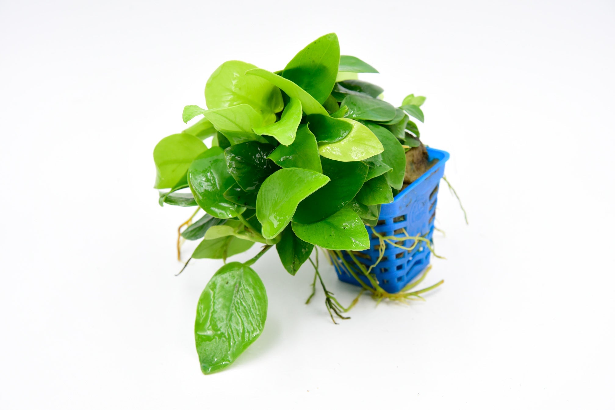 黃金榕Anubias Nana “Golden”：圖片 2