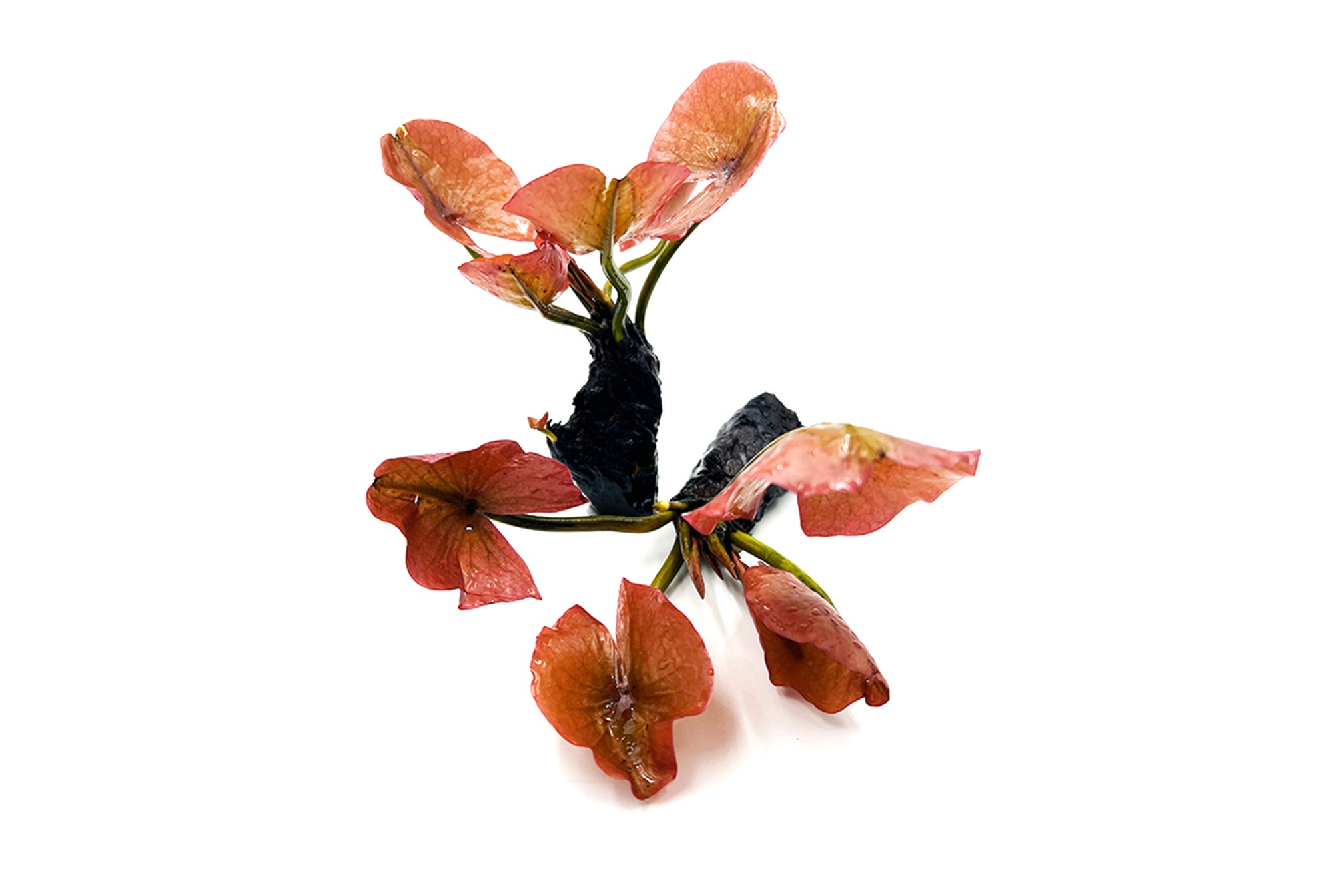 紅荷根:圖片 2