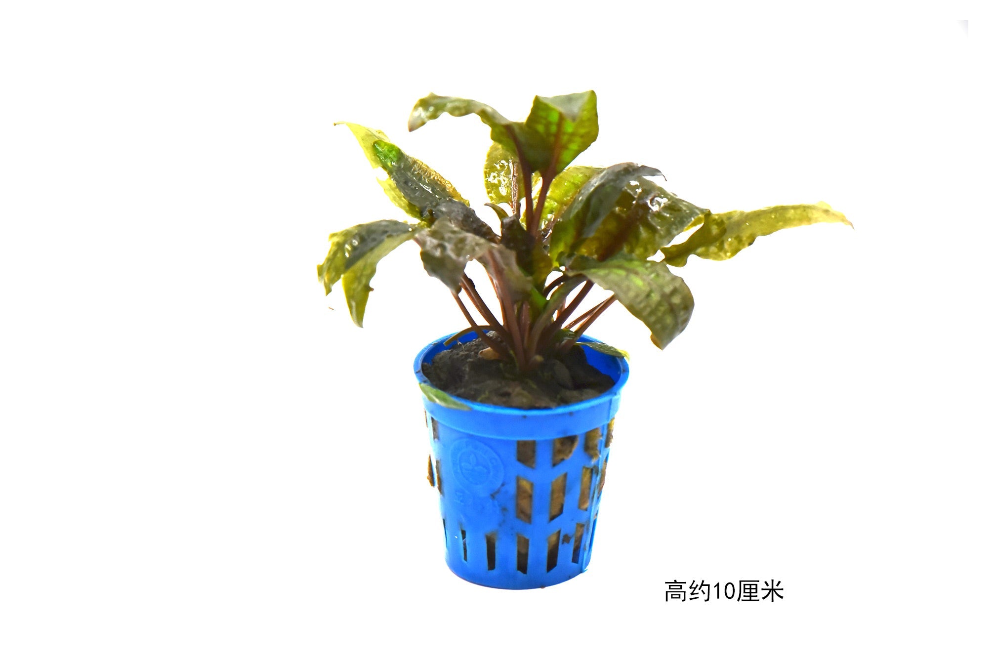 火烈鳥椒草 Cryptocoryne sp. “Flamingo”:圖片 2