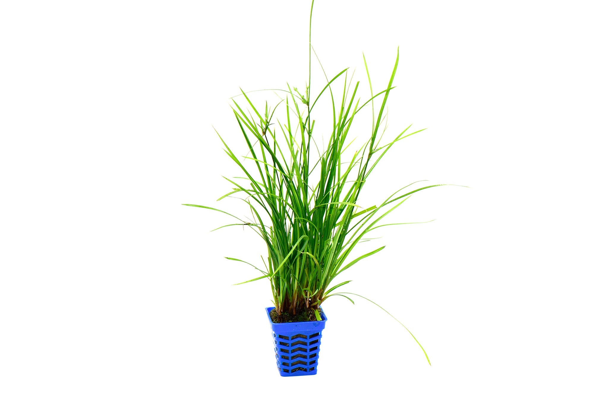 泰國水劍 Cyperus helferi:圖片 2