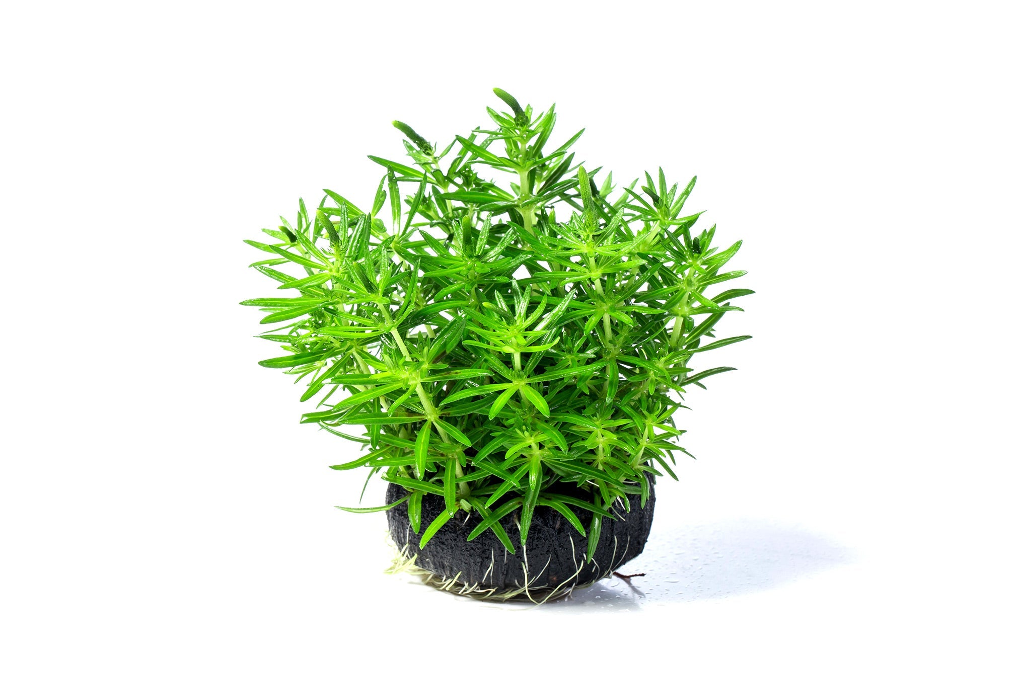 新百葉草：圖片 2