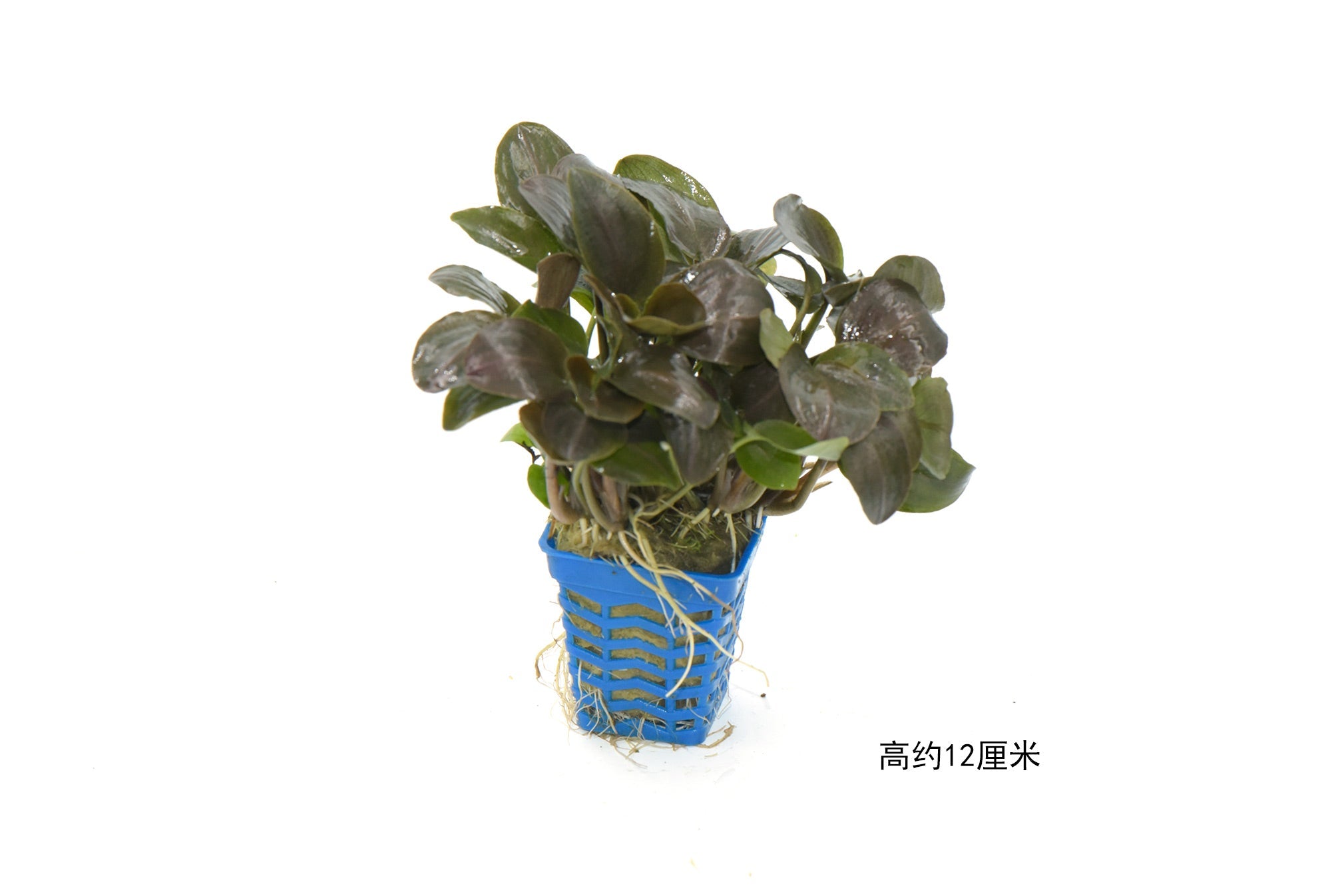 美波莉椒草:圖片 3