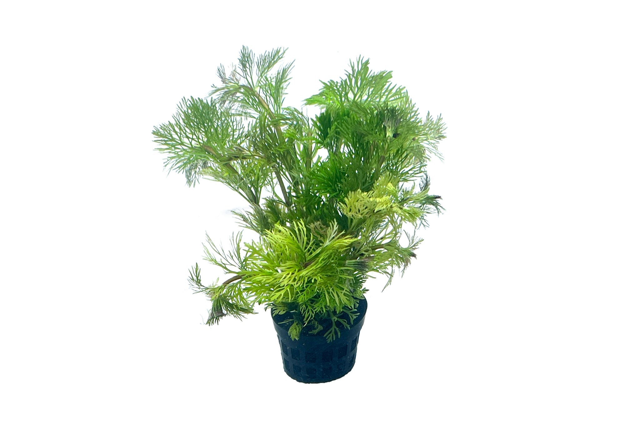 小寶塔 Limnophila sessiliflora：圖片 2