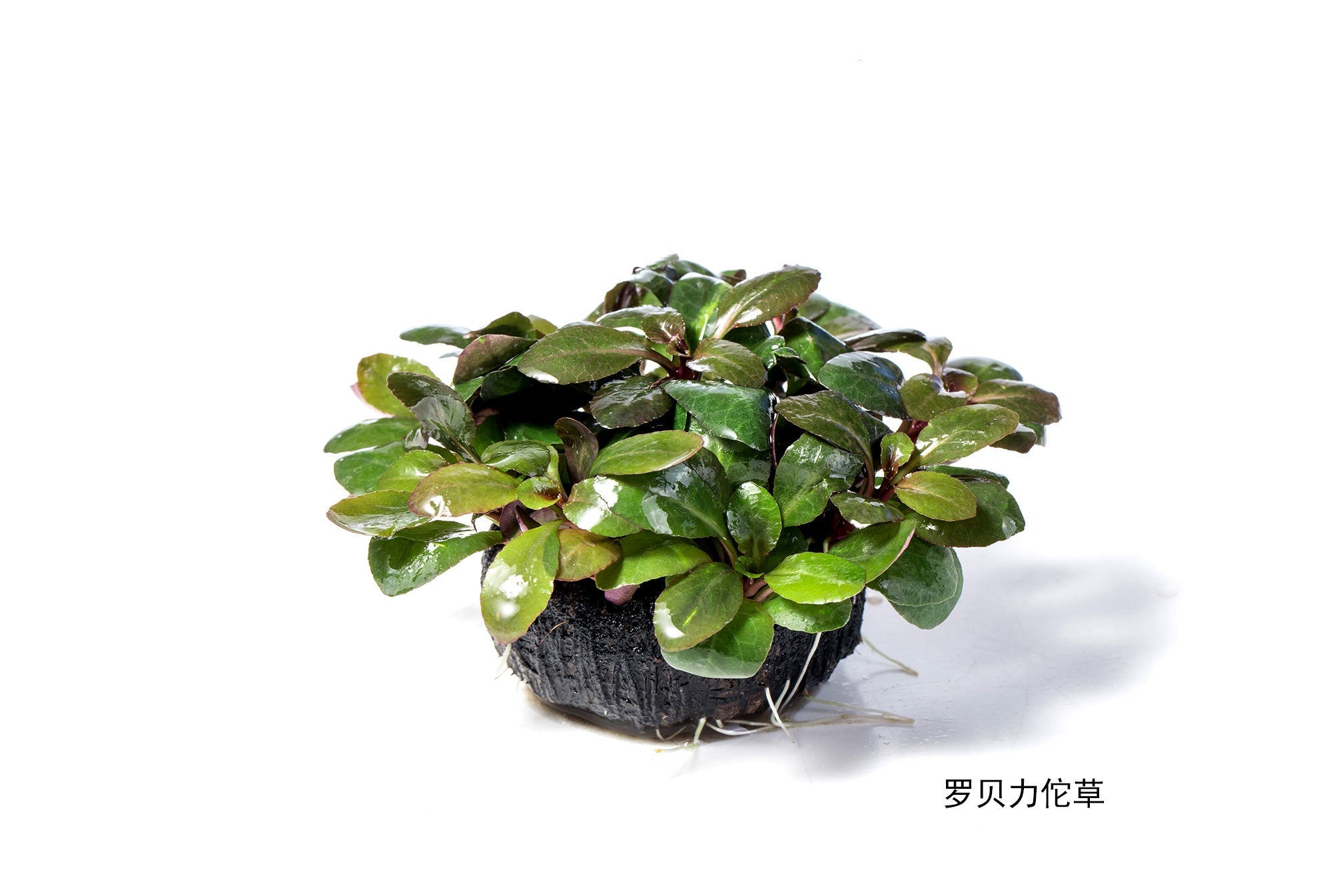 羅貝力 Lobelia cardinalis：圖片 2