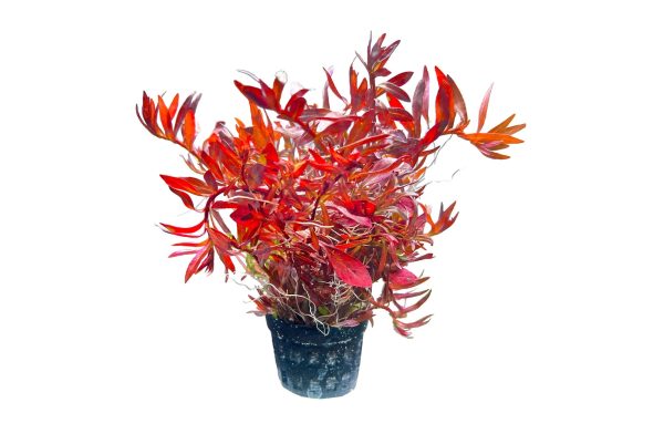 小紅梅Ludwigia arcuata：圖片 2
