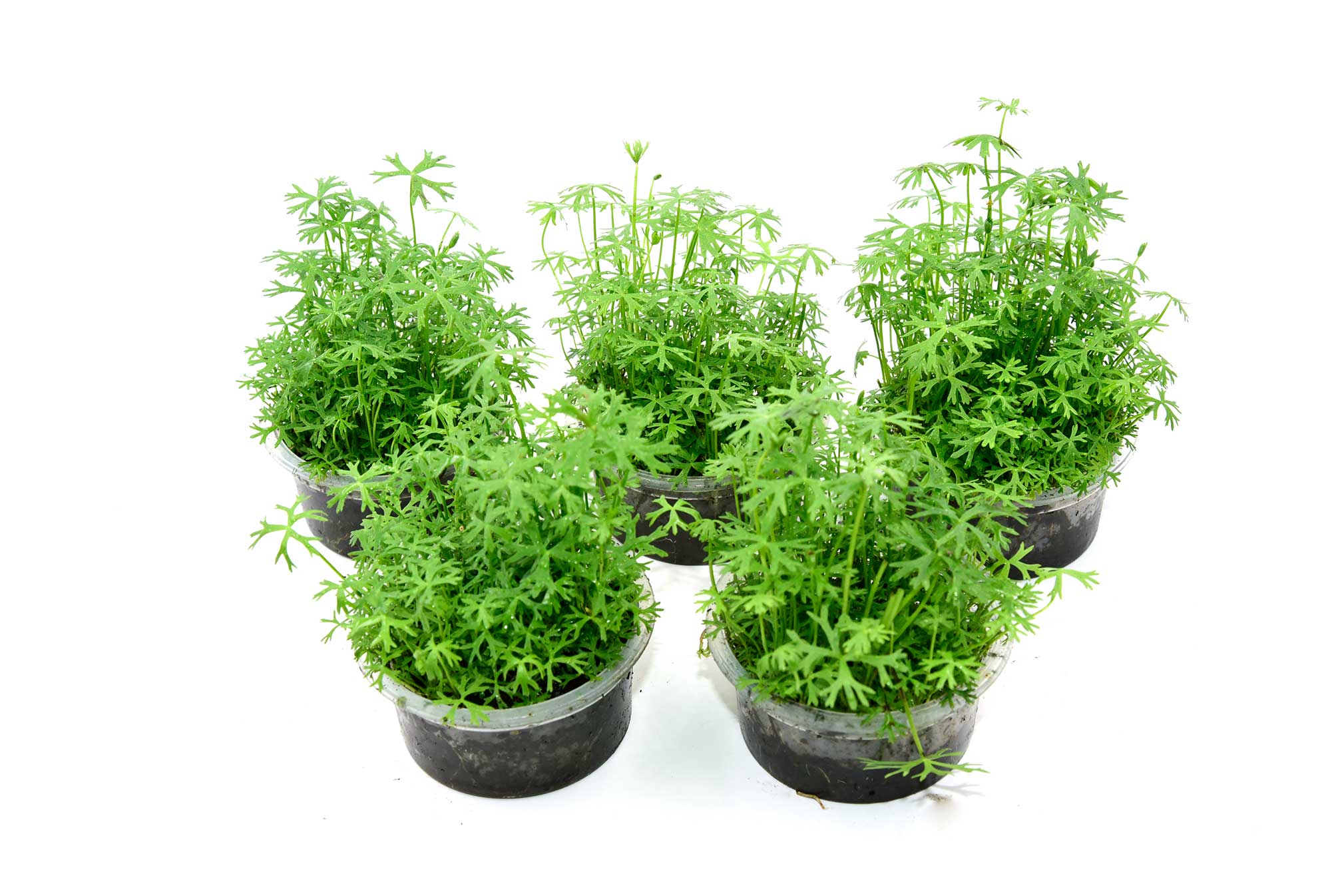 鹿角矮珍珠Ranunculus papulentus var. tropica：圖片 2