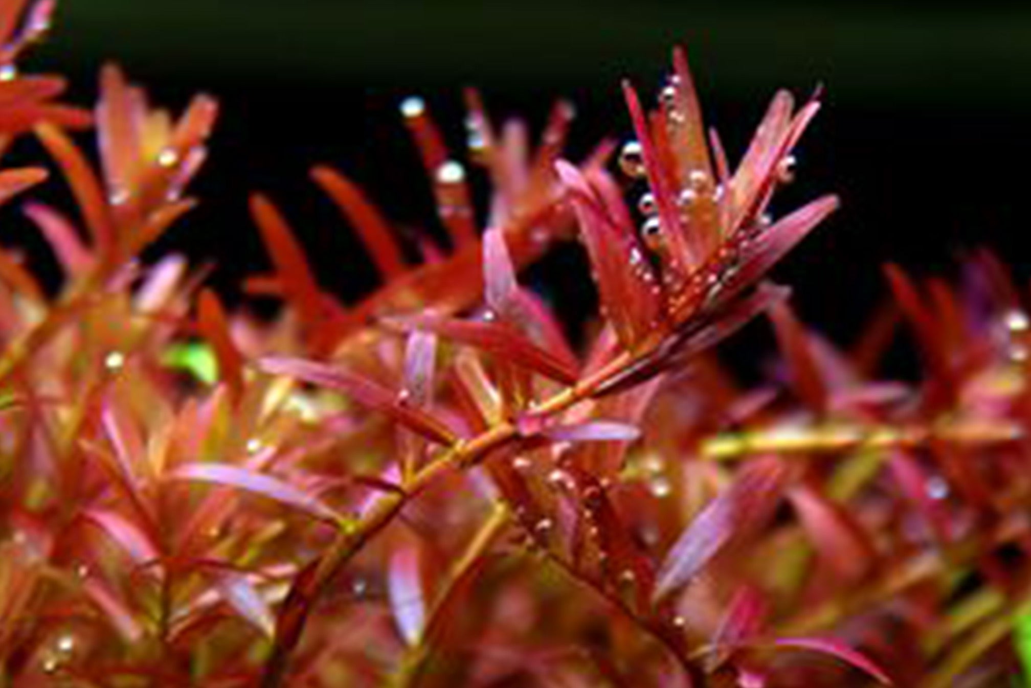 紅宮廷Rotala sp. 'colorata'