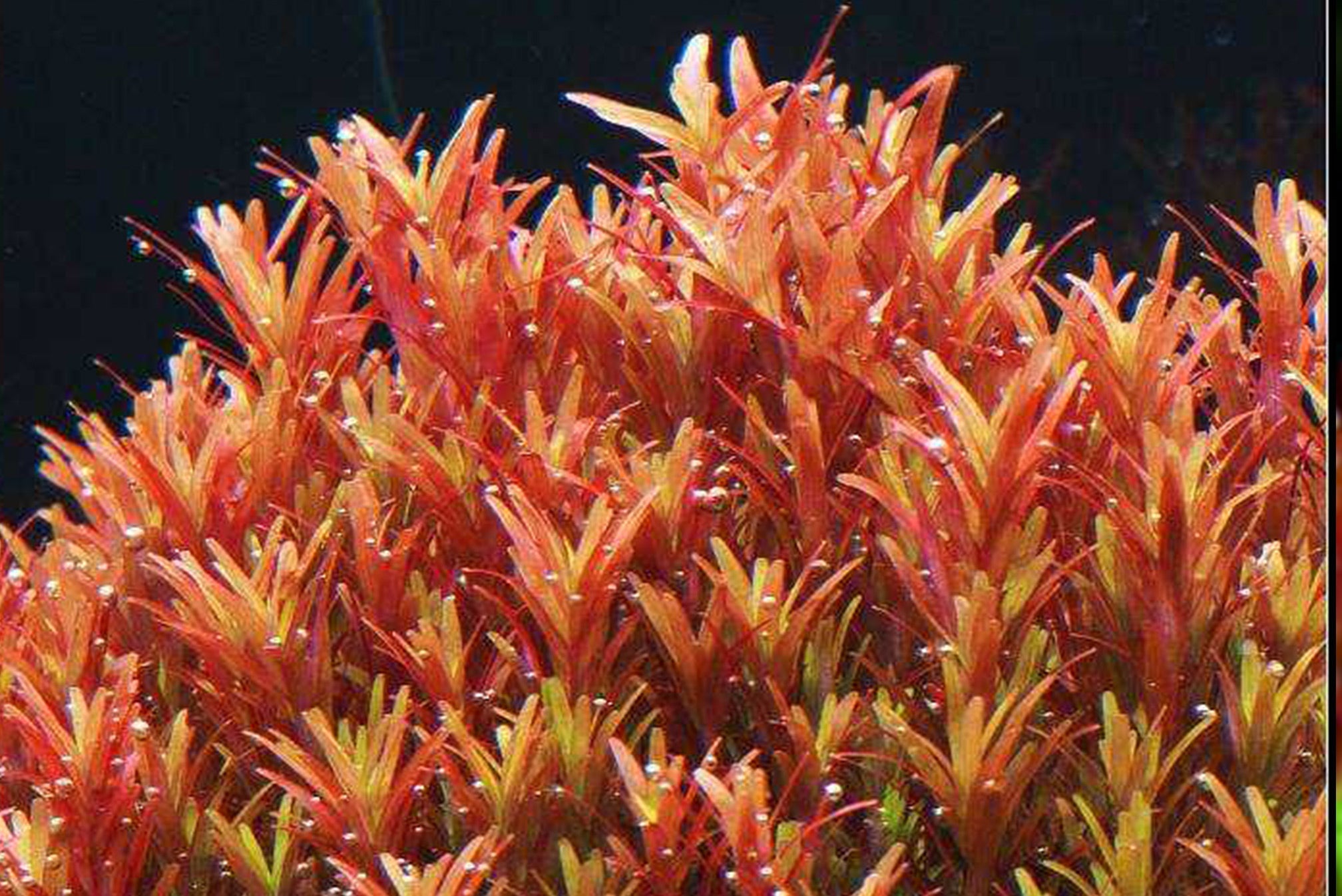 紅宮廷 Rotala sp. 'Colorata'：圖片 2