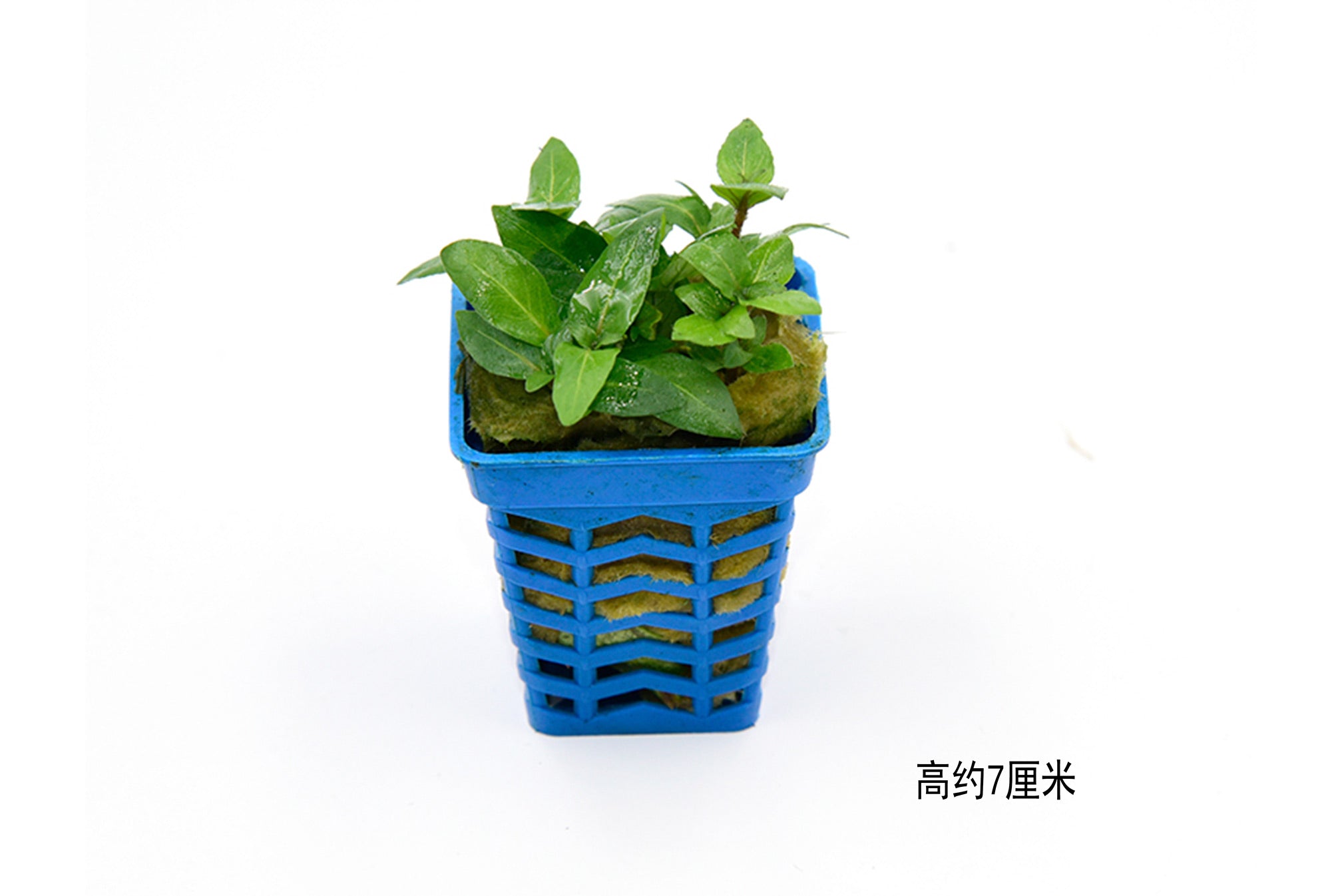 叉柱花：圖片 2