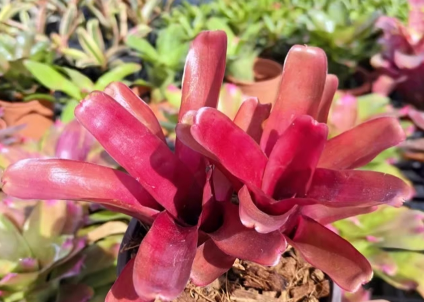 五彩鳳梨屬 Bromeliad (Neoregelia 'Fireball')：圖片 2