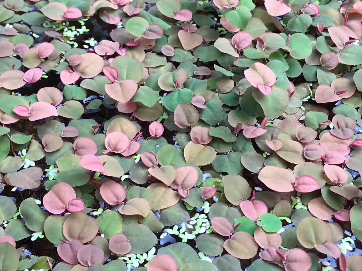 红根浮球, 红浮萍, 红毛丹浮萍  Red Root Floater (Phyllanthus fluitans) (3份包含12 - 18片葉子)：圖片 2