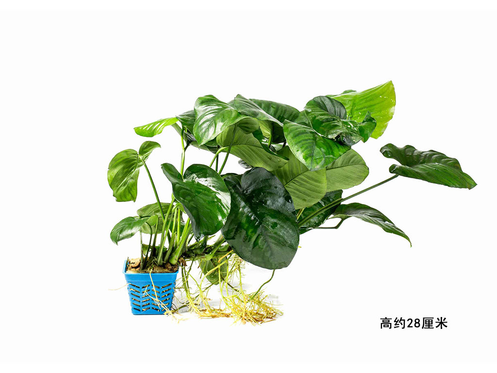 龍鬚大榕:圖片 2