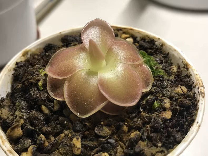 塞提捕蟲堇 Butterwort (Pinguicula 'Sethos'):圖片 3