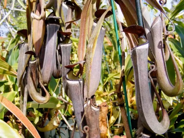 黑白環豬籠草Nepenthes × ventrata 'Black & White':圖片 2