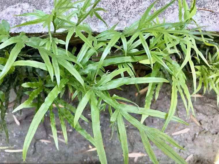 鳳尾草/井欄鳳尾蕨 Pteris multifida