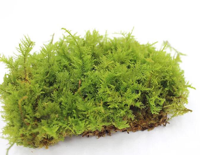大羽蘚 Cymbifolium Thuidium (Thuidium cymbifolium)