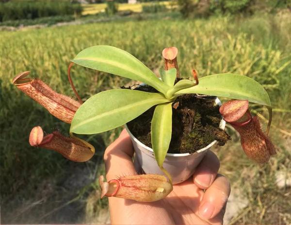 米蘭達豬籠草 Nepenthes 'Miranda':圖片 4