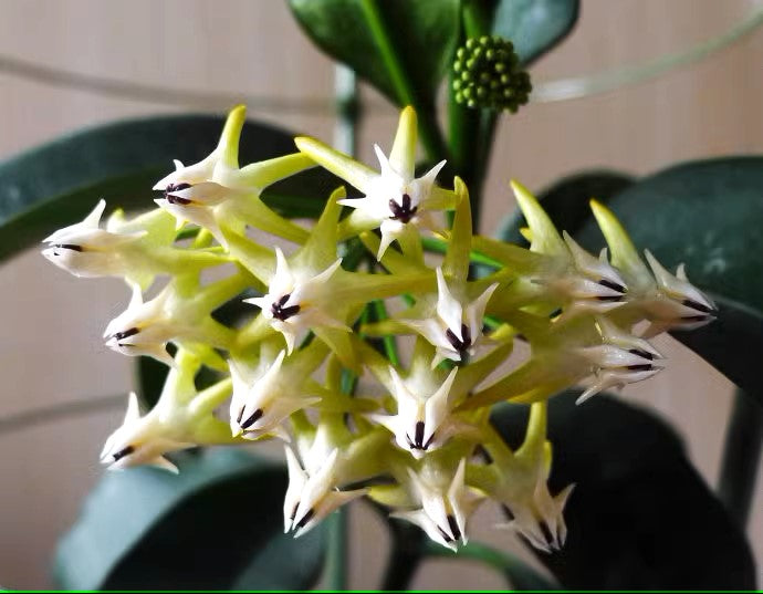流星球蘭 Shooting Star Hoya (Hoya multiflora)：圖片 4