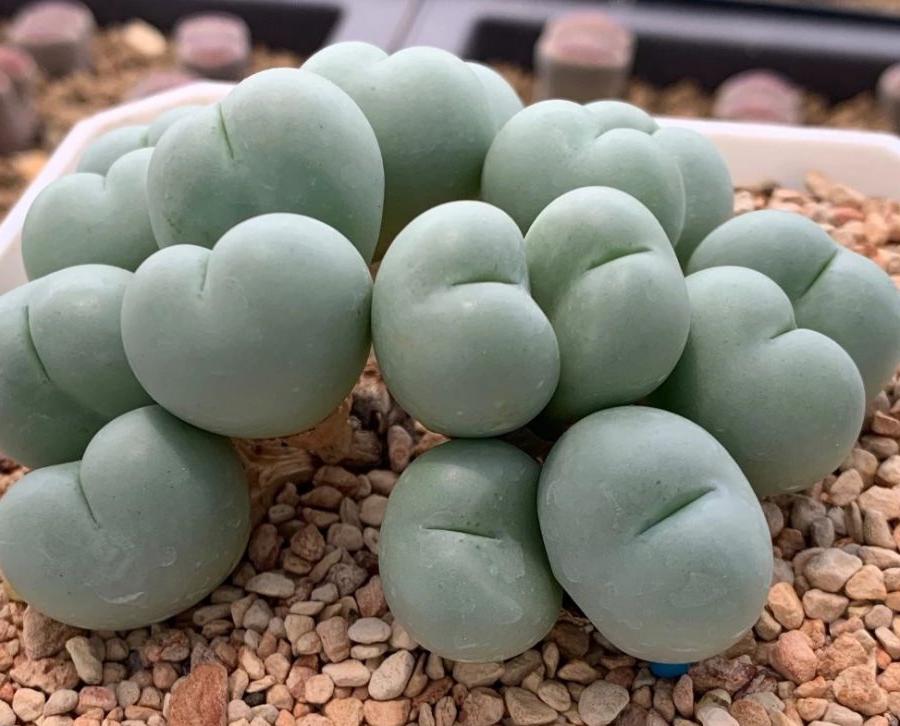 肉錐 Conophytum globosum:圖片 2