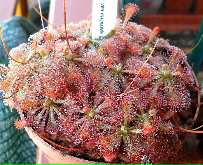 洛弗麗毛氈苔茅膏菜 Drosera lovellae:圖片 2