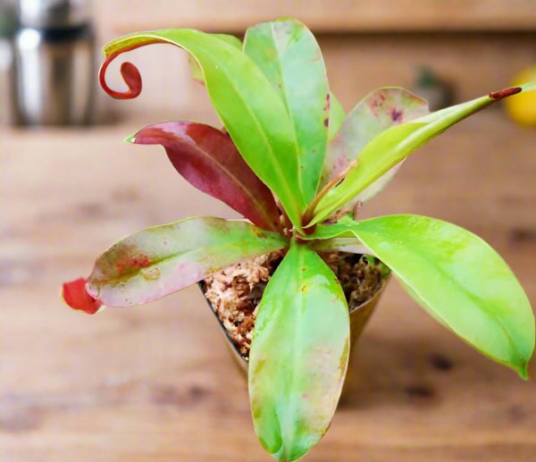 血腥瑪麗豬籠草 Nepenthes ‘Bloody Mary’:圖片 2