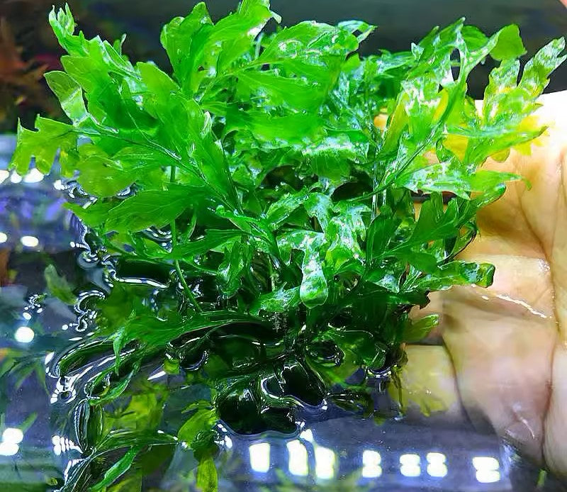 黑木厥 African water fern  Bolbitis heudelotii：圖片 4