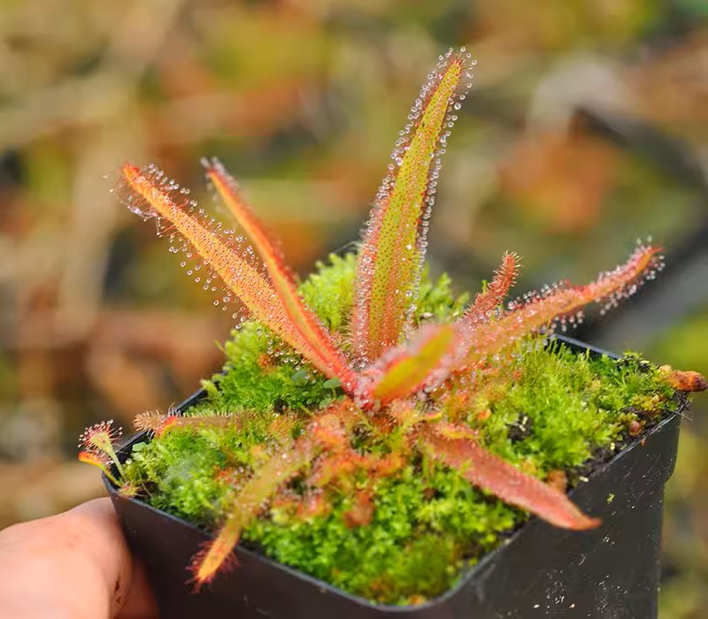 阿帝露毛氈苔茅膏菜 Drosera adelae:圖片 2