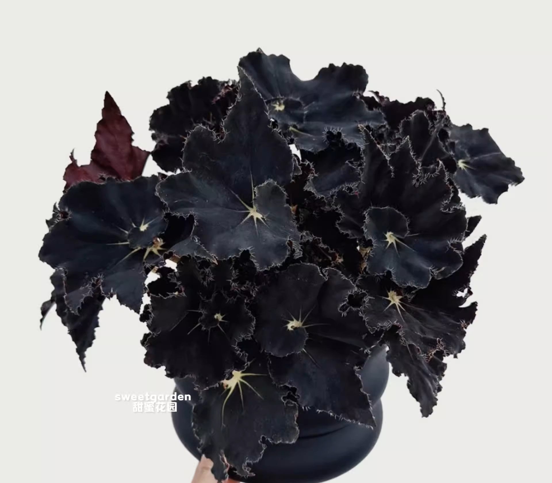 黑曼巴秋海棠 Black Mamba Begonia (Begonia 'Black Mamba'):圖片 2