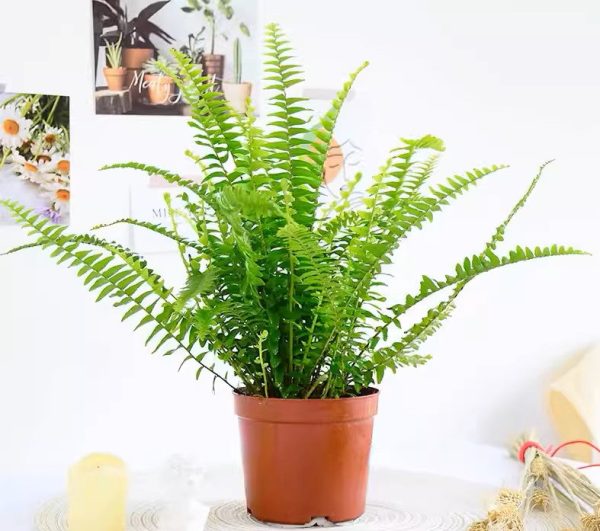 波士頓腎蕨 Nephrolepis exaltata