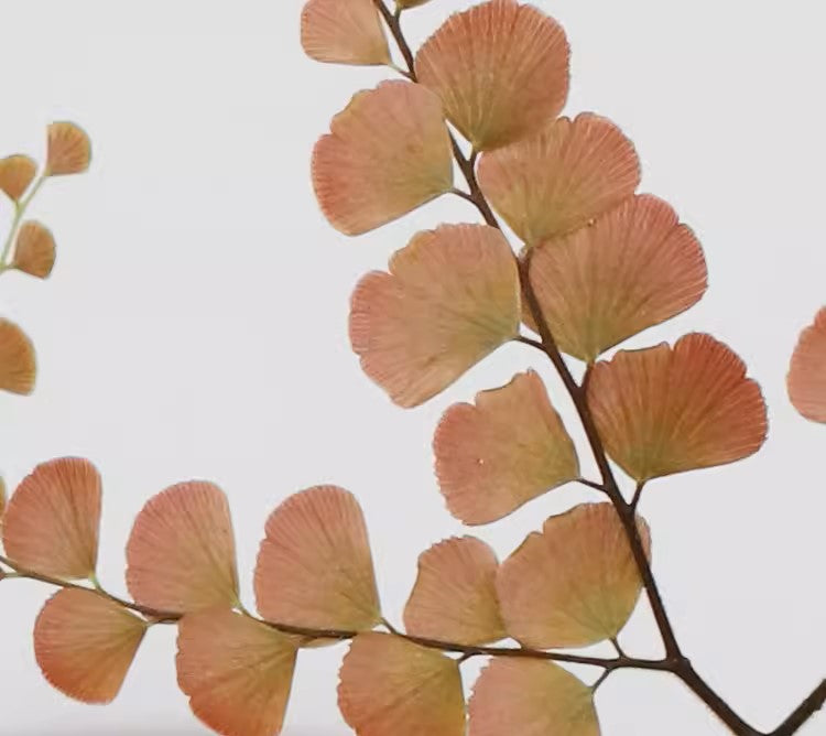 扇葉鐵線蕨 Adiantum flabellulatum L. sp.:圖片 2