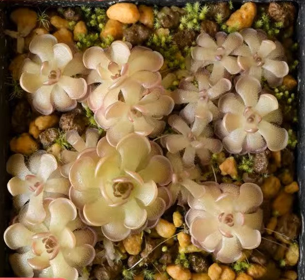 近藤捕蟲堇 Pinguicula kondoi：圖片 3