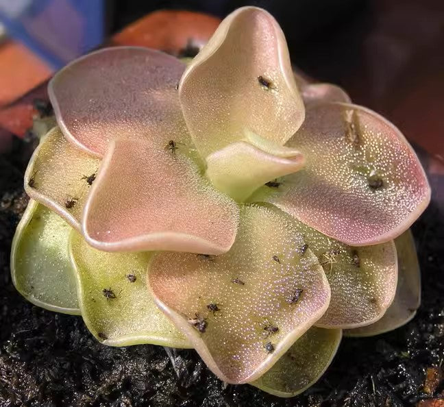 塞提捕蟲堇 Butterwort (Pinguicula 'Sethos')：圖片 2