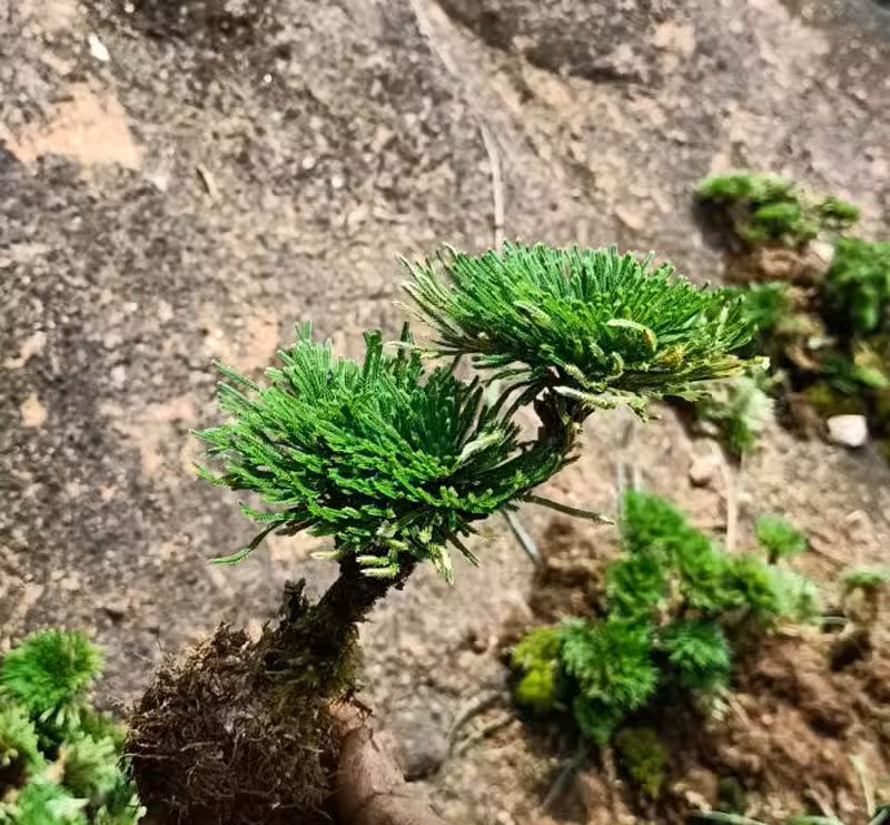 九死還魂草墊狀卷柏 Selaginella pulvinata：圖片 2