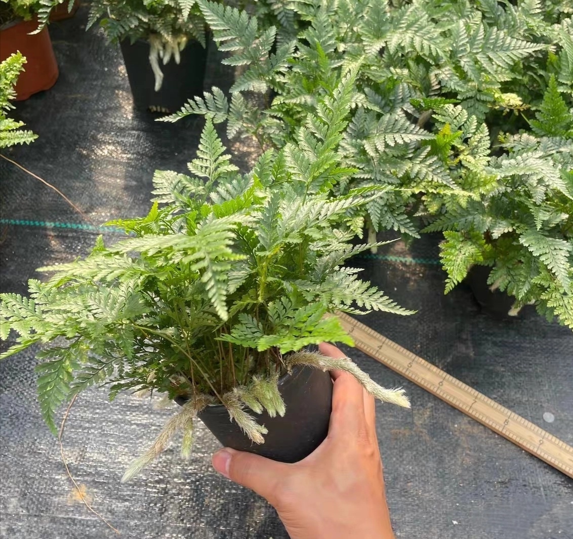 杯蓋陰石蕨 Rabbit's Foot Fern (Humata griffithiana)：圖片 4