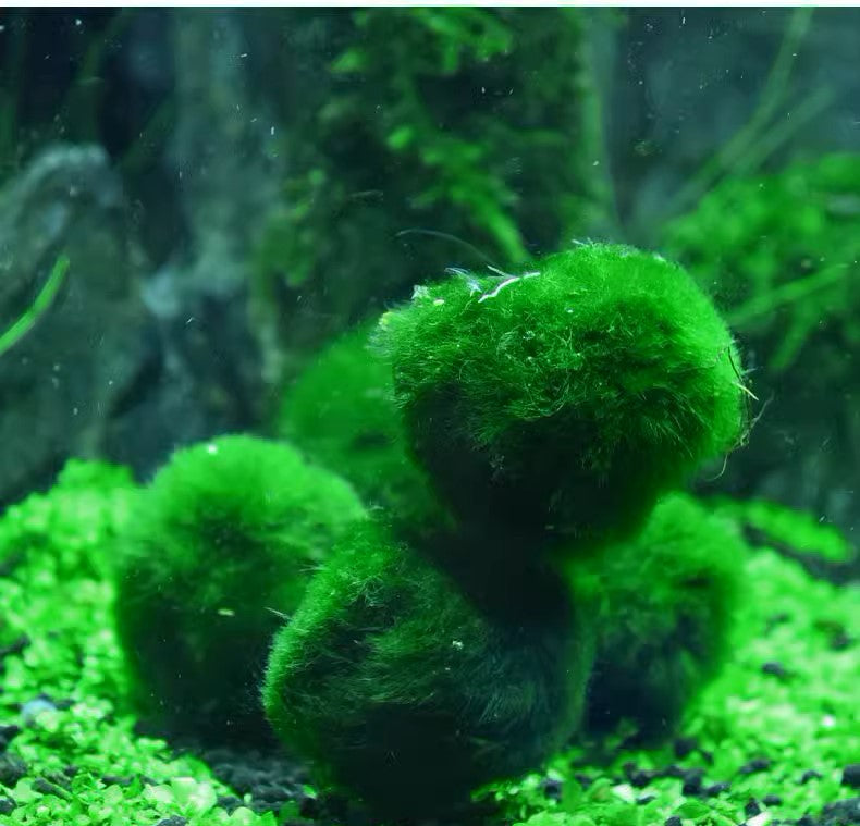 綠藻球 Marimo (Cladophora aegagrophila)：圖片 3