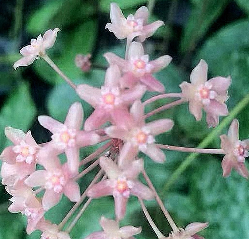 大葉球蘭 Hoya macrophylla 'Snow Queen'