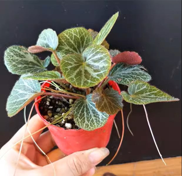 姬虎耳 Micro Strawberry Begonia (Saxifraga stolonifera)：圖片 2