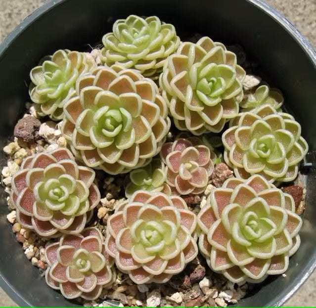 愛絲捕蟲堇 Butterworts (Pinguicula esseriana):圖片 3