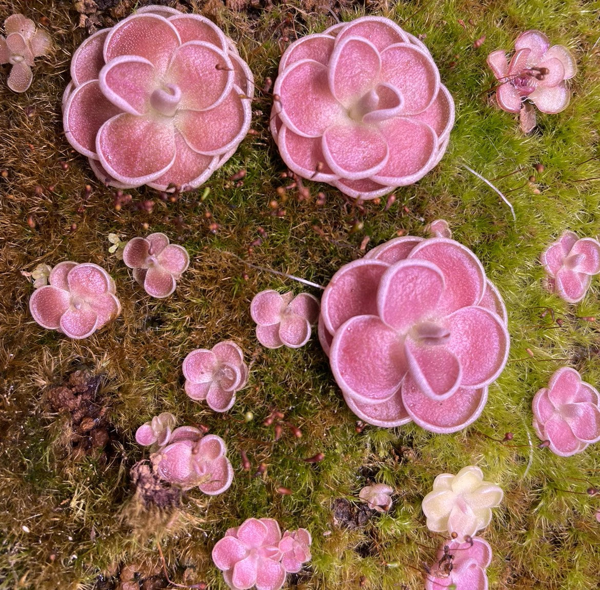 埃爾米拉多捕蟲堇 Pinguicula El Mirador:圖片 2