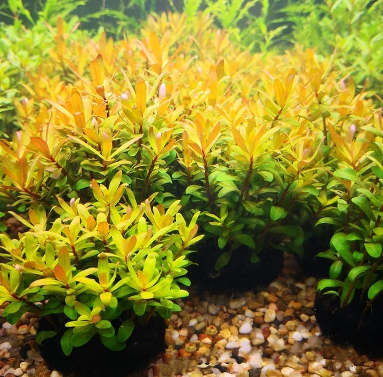 西非黃金柳 Ammannia Pedicellata 'Golden'：圖片 2