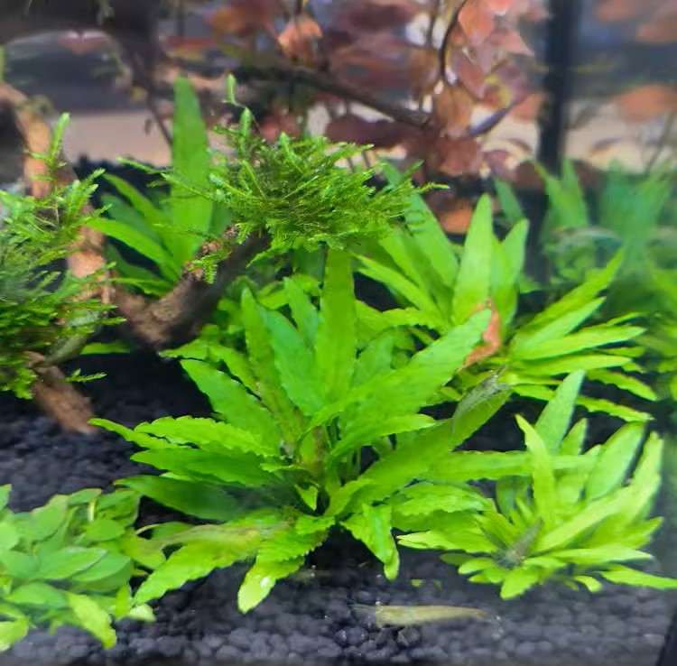 綠溫蒂椒草 Water Trumpet (Cryptocoryne wendtii 'Green'):圖片 2