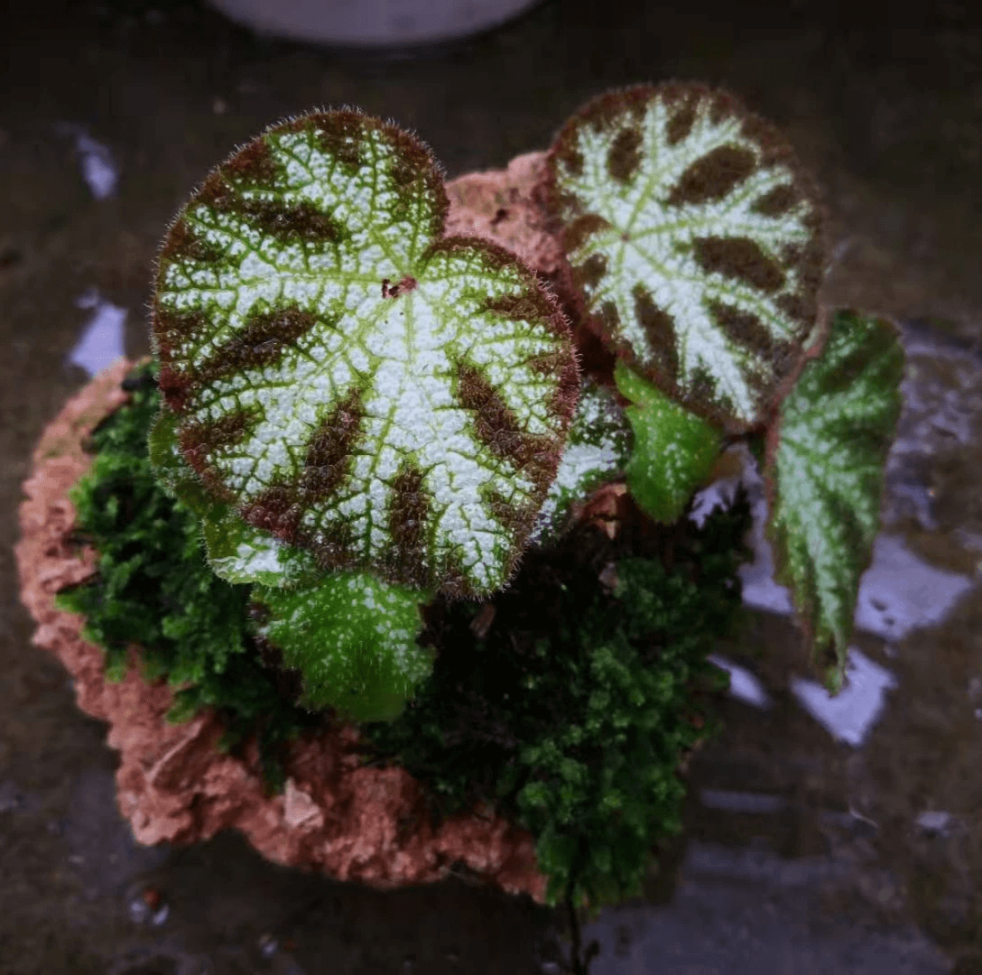 寧明銀秋海棠 Begonia ningming