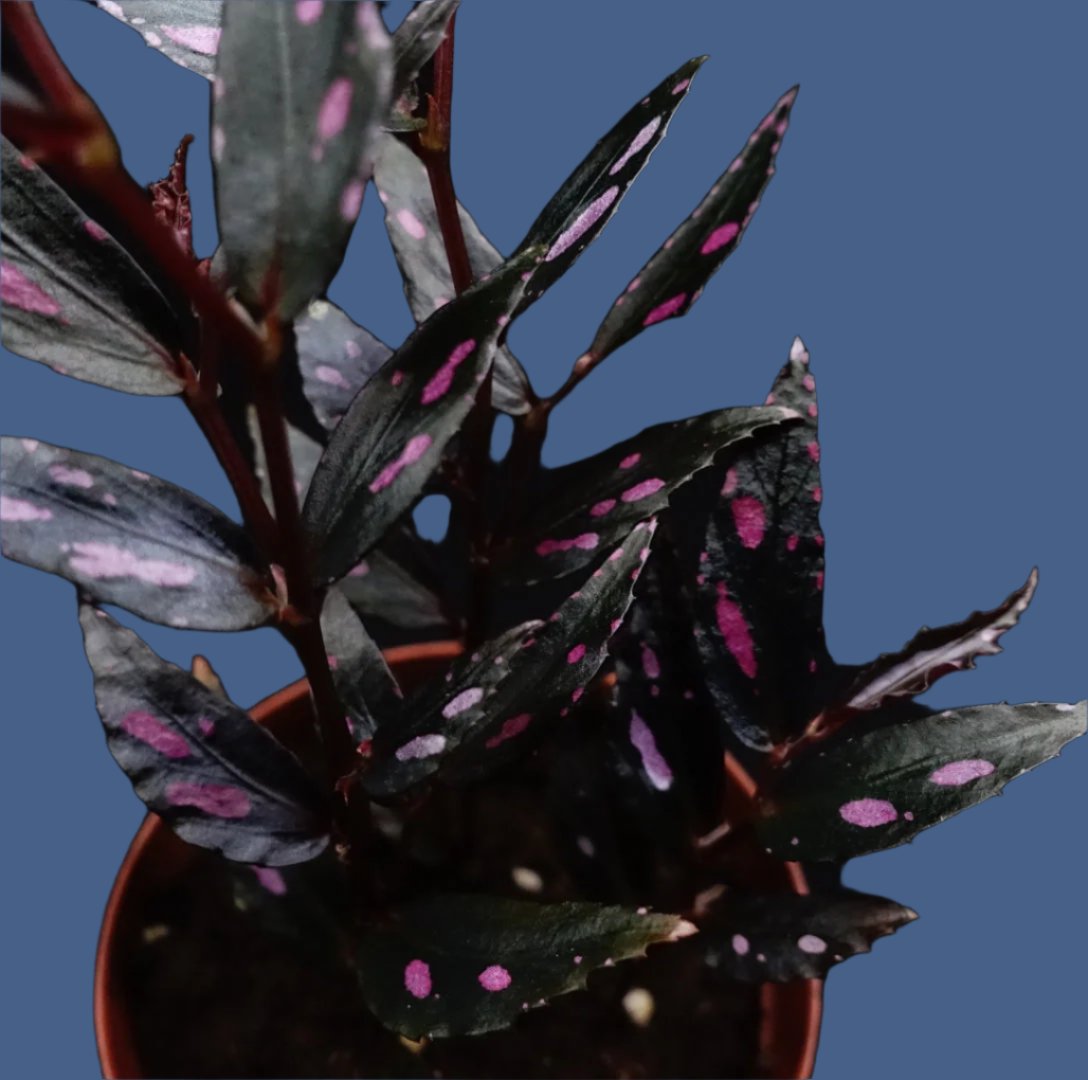 秋海棠 Begonia sp.julau thin leaf