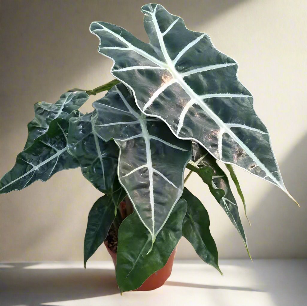 黑葉觀音蓮 African Mask Plant (Alocasia 'Polly')