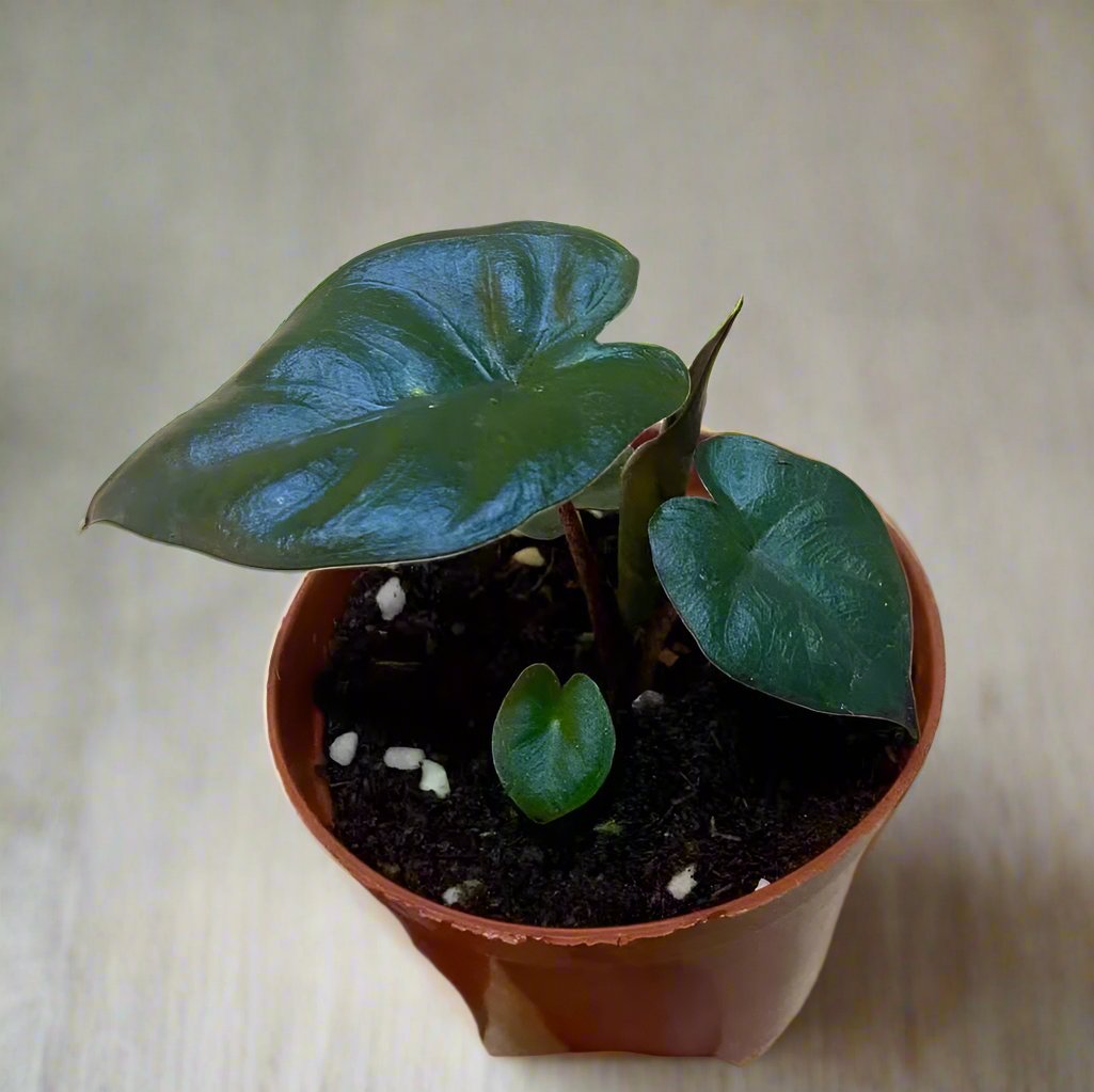 尤卡坦觀音蓮 Alocasia sarawakensis 'Yucatan Princess'：圖片 2