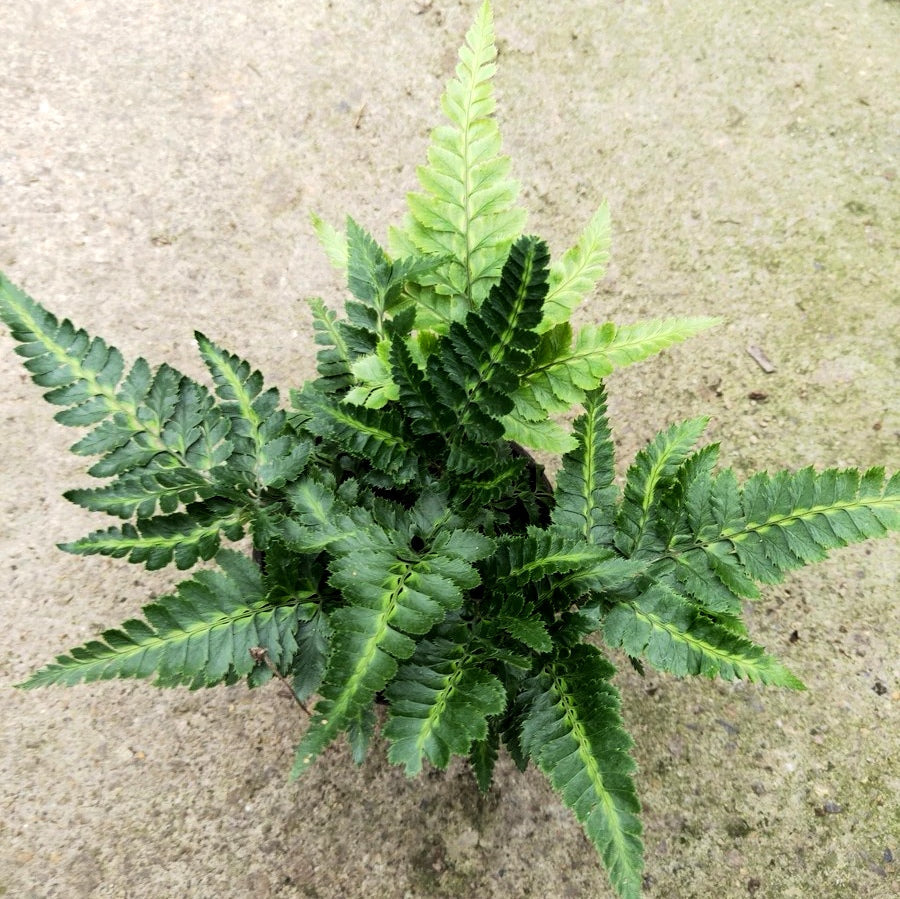 長尾複葉耳蕨 Arachniodes simplicior 'Variegata':圖片 2