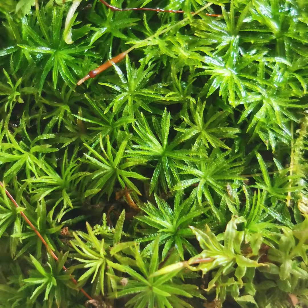 仙鶴蘚 Atrichum undulatum：圖片 2