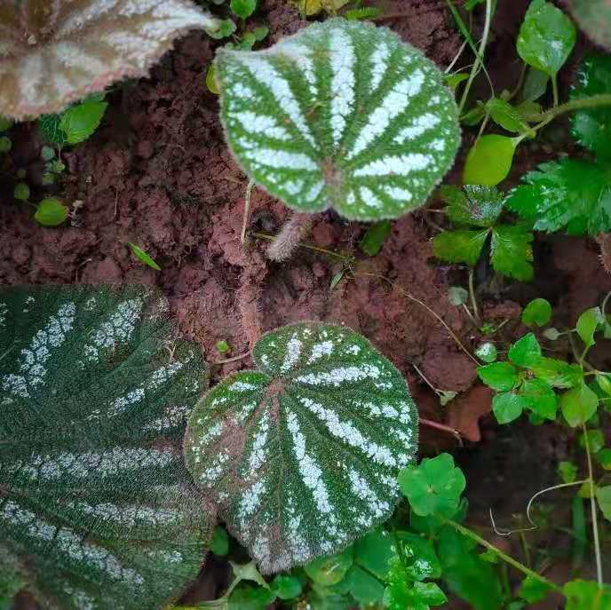 絲形秋海棠 Begonia filiformis：圖片 2