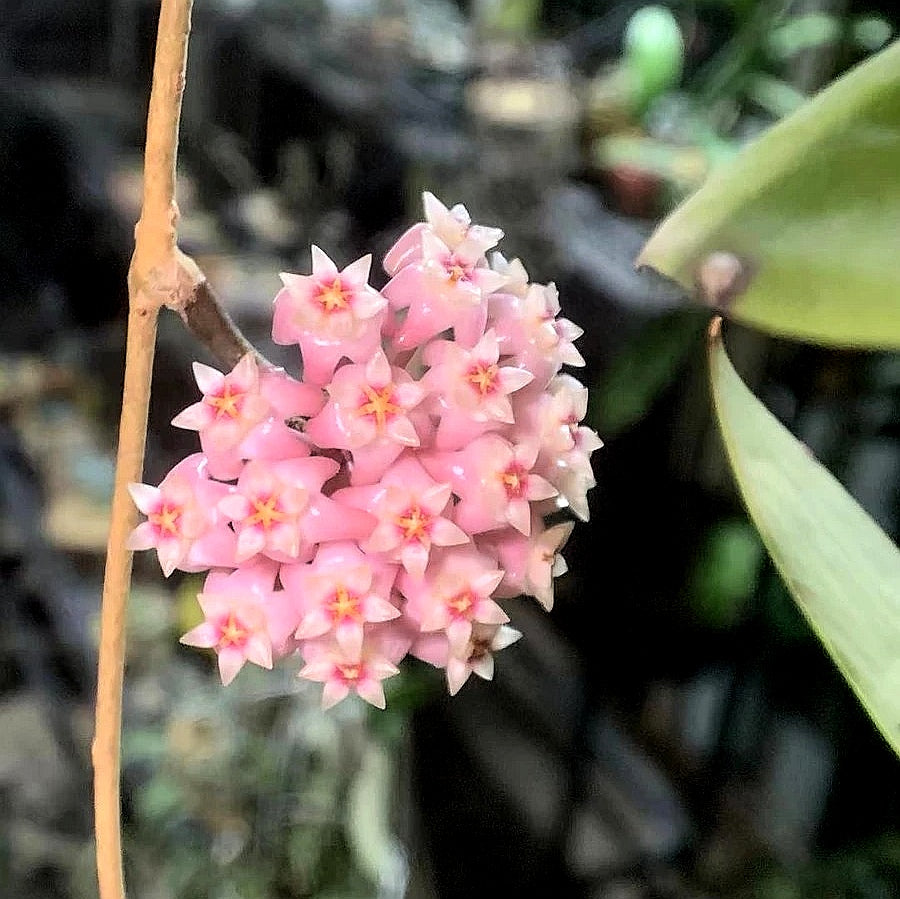 寄生球蘭 Hoya parasitica var. Pink:圖片 3