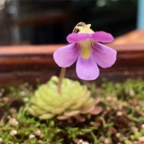弗洛里捕蟲堇 Butterworts (Pinguicula 'Florian'):圖片 2